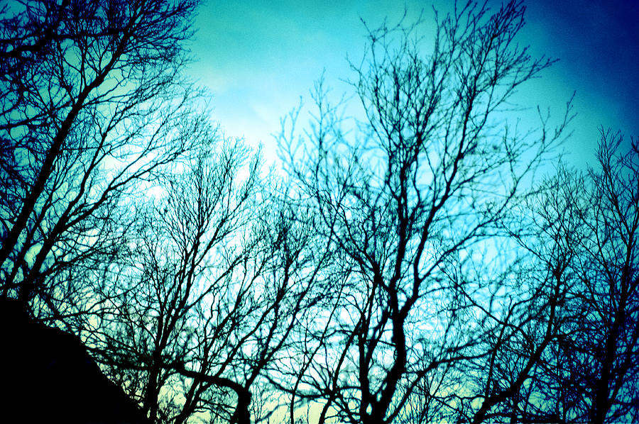 Pinhole camera shoot of trees in winter Photograph by U Schade