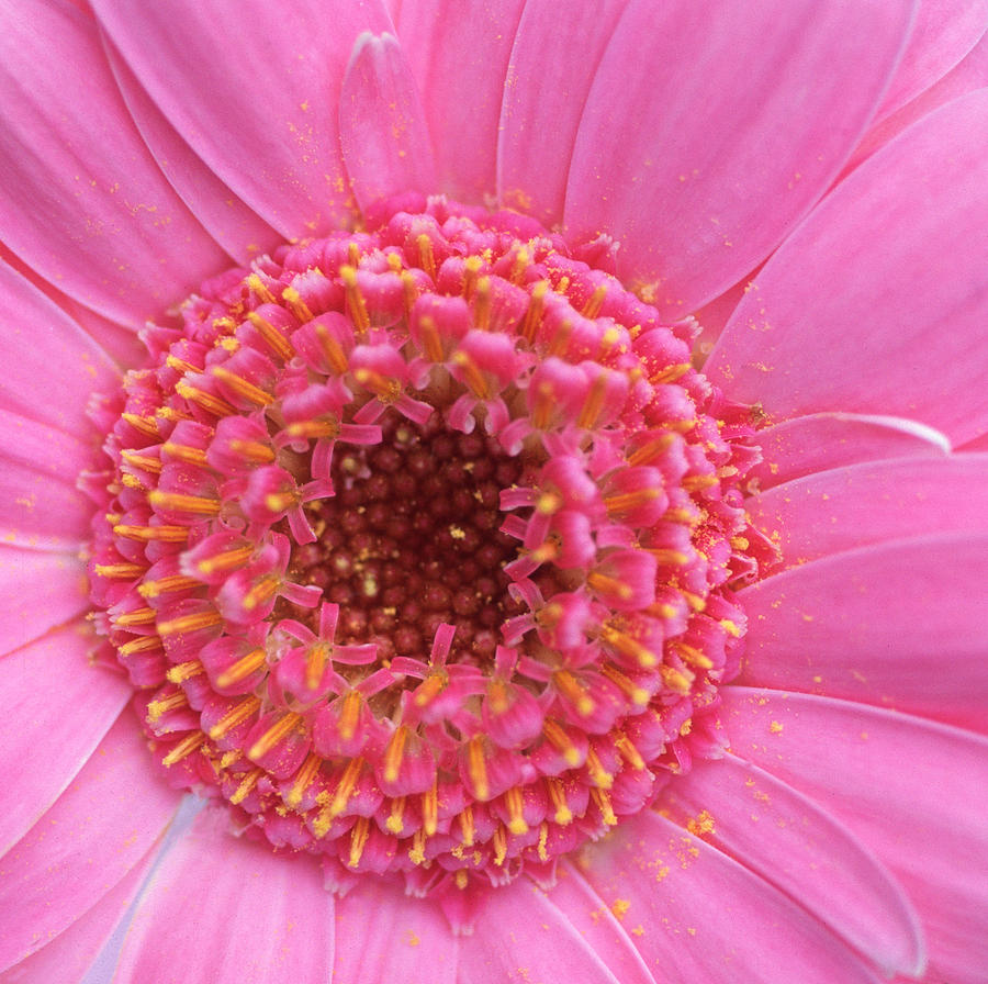 Flower Photograph - Pink a Boo by Kathy Yates