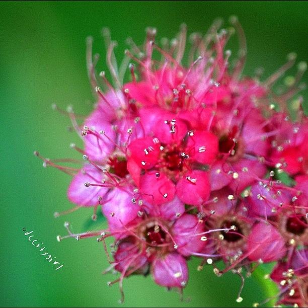 Nature Photograph - Pink-a-licious Friday! by Dccitygirl WDC
