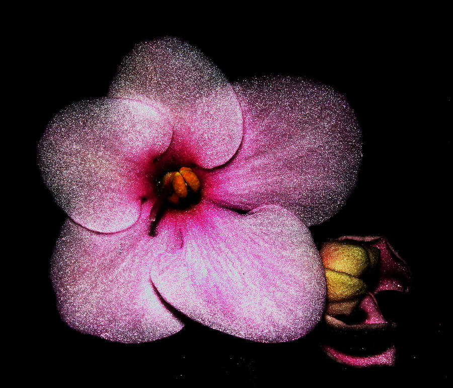 Pink African Violet - Techno Photograph by Robert Morin