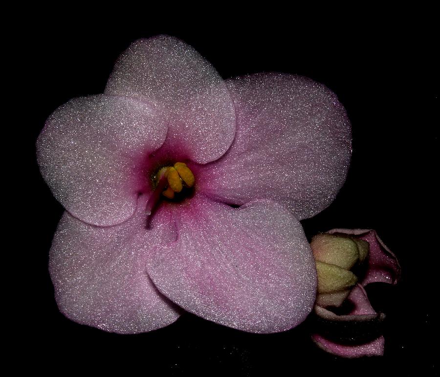 Pink African Violet Photograph by Robert Morin