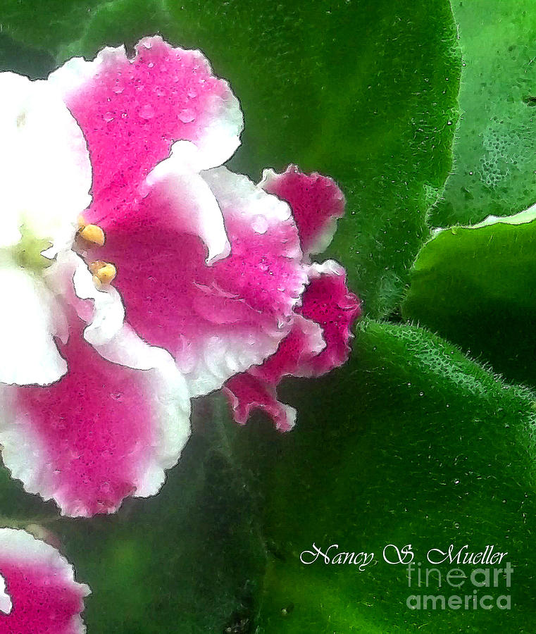 Pink African Violets and Leaves Photograph by Nancy Mueller