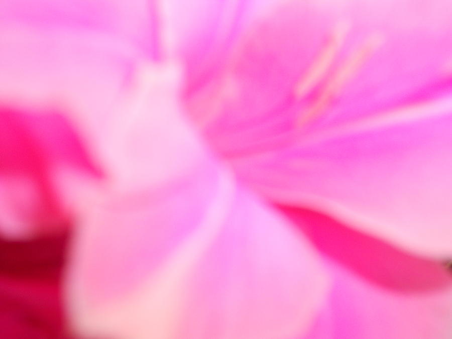 Abstract Photograph - Pink by Alexandra Masson