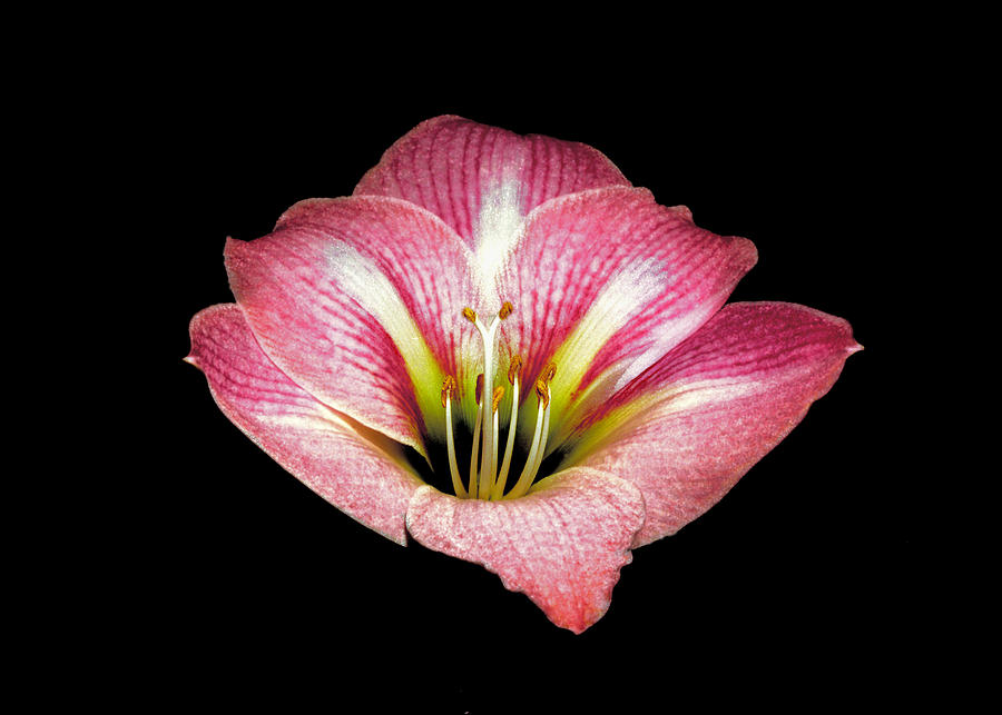 Pink Amaryllis. Photograph by Chris  Kusik