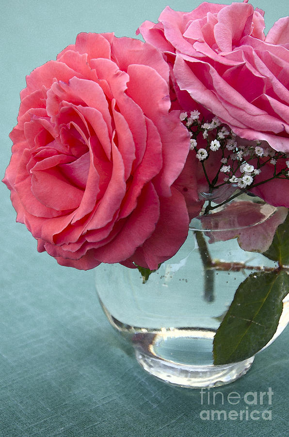 Pink and aqua roses Photograph by Jim And Emily Bush