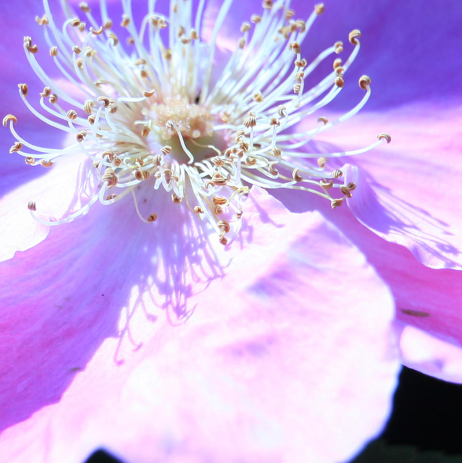 Pink and Blue Flower Photograph by Donna Corless