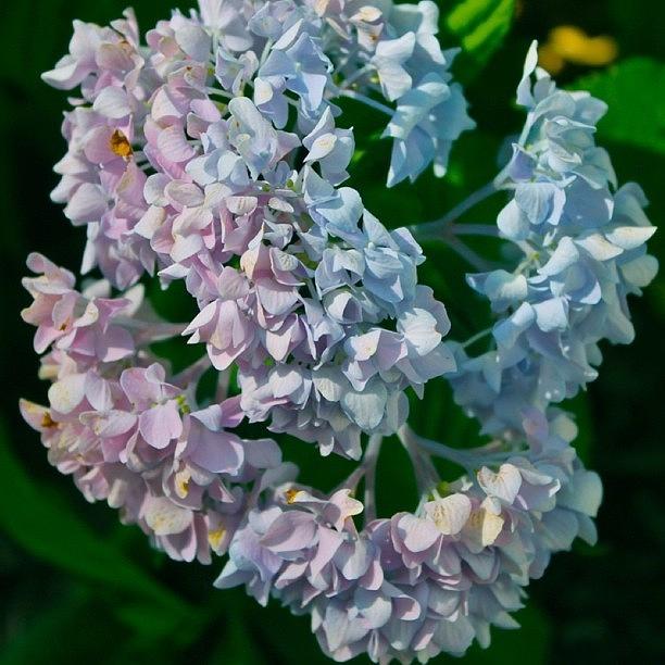 Flower Photograph - Pink And Blue Hydrangea by Justin Connor