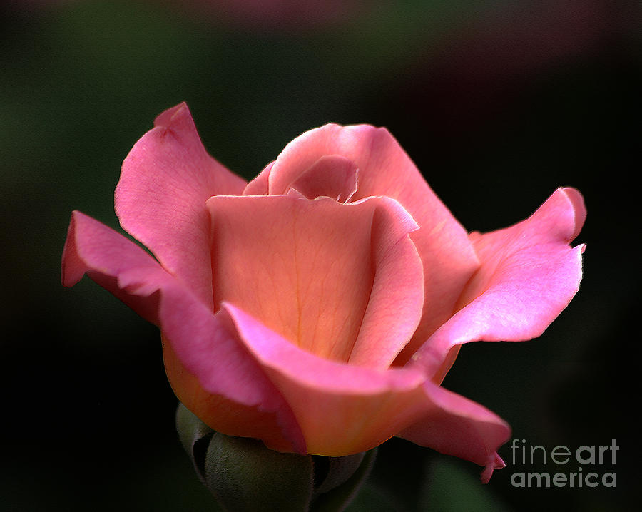 Pink and Coral Rose Photograph by Jack Schultz
