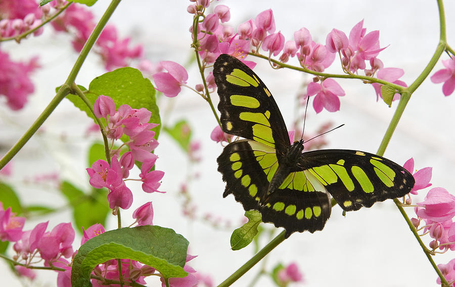 Butterfly Photograph - Pink and Green by Max Waugh