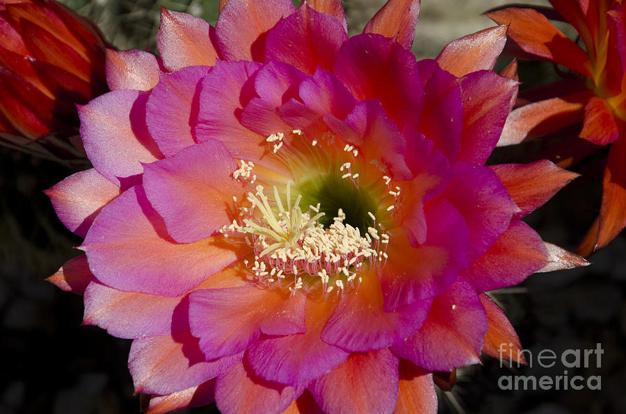 Flowers Still Life Photograph - Pink and orange cactus flower by Jim And Emily Bush