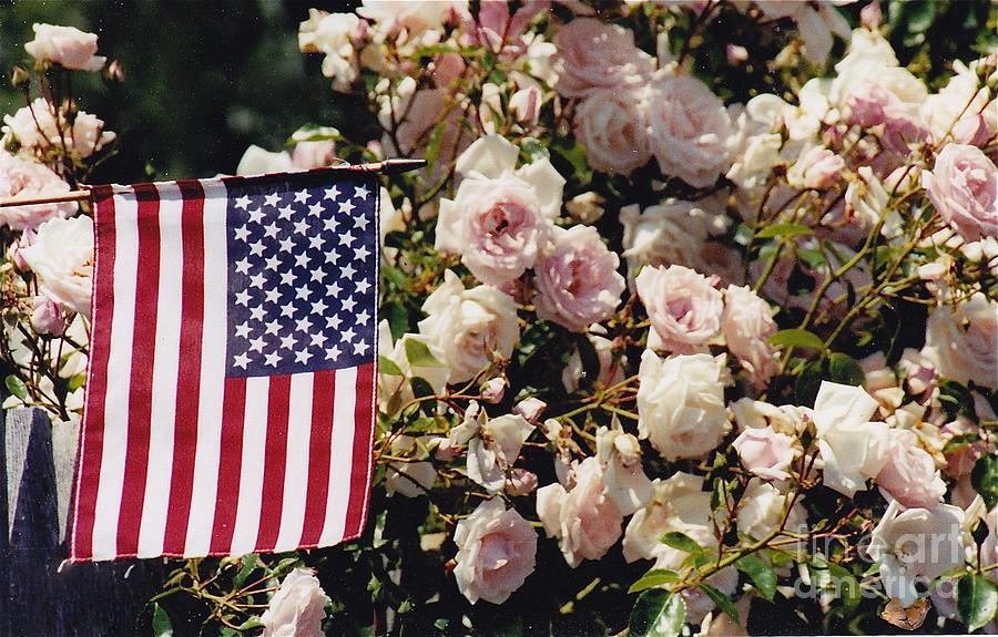 Pink and Patriotic Photograph by Barbara Plattenburg