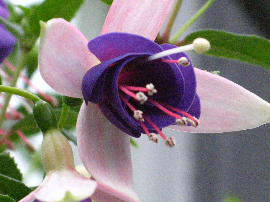 Pink And Purple Fuchsia Photograph by Alfred Ng