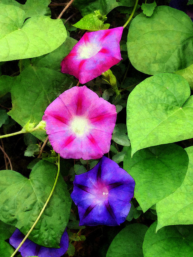 Pink and Purple Morning Glories Photograph by Susan Savad