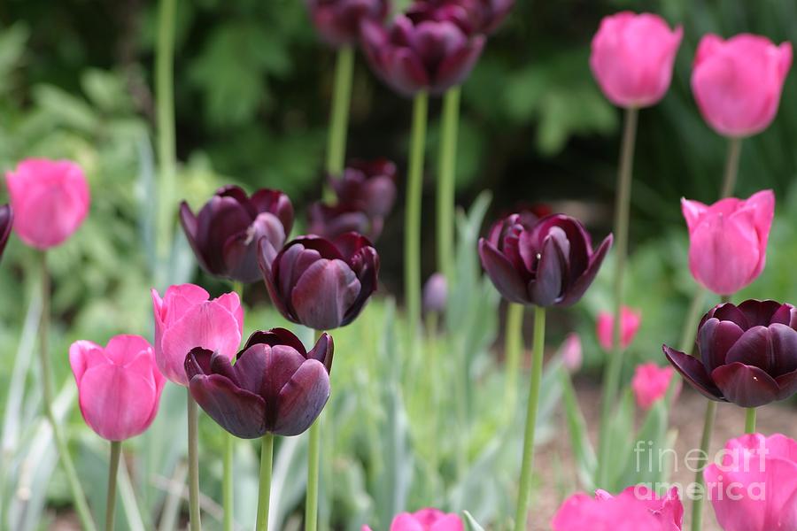 Pink And Purple Tulips Photograph by Living Color Photography Lorraine Lynch