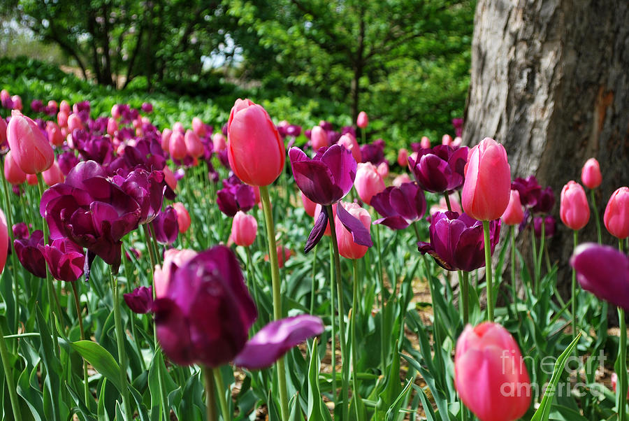 Pink and Purple Tulips Photograph by Nancy Mueller