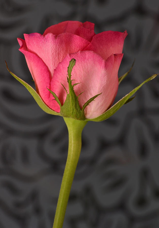 Pink And Red Rose. Photograph by Terence Davis