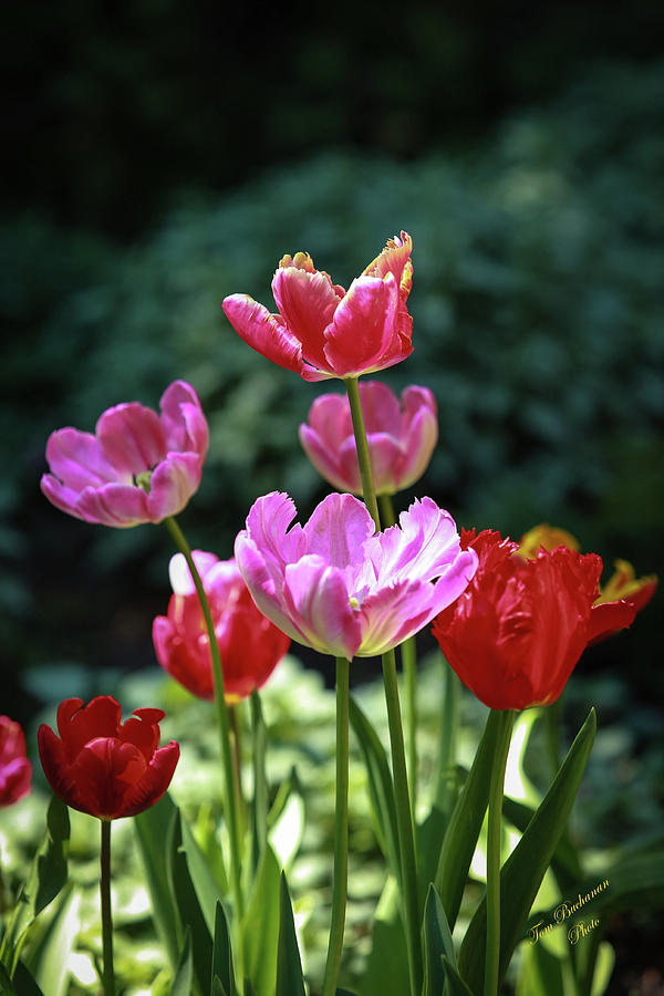 Pink and Red Tulips Photograph by Tom Buchanan | Fine Art America