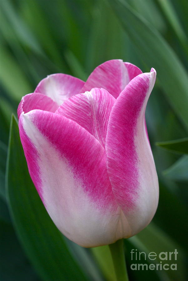 Pink and White and Green Photograph by Byron Varvarigos