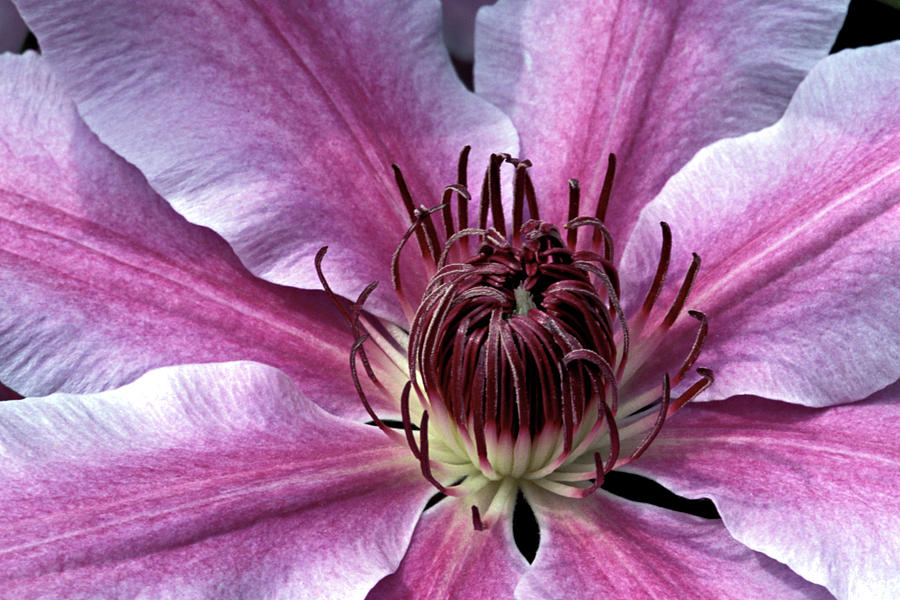 Pink and White Clematis Photograph by Dave Mills