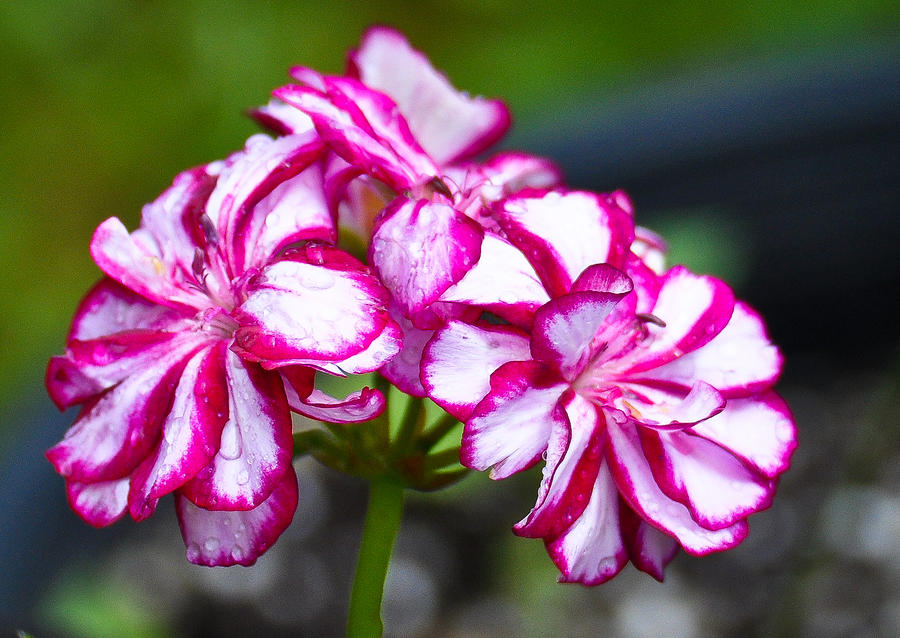 Flower Photograph - Pink and White Geraniums by Ronda Broatch