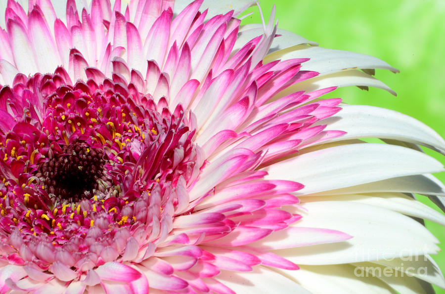 Pink and white Gerbera Photograph by Jim And Emily Bush