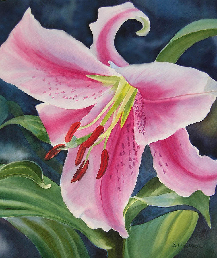 Pink and White Lily Painting by Sharon Freeman