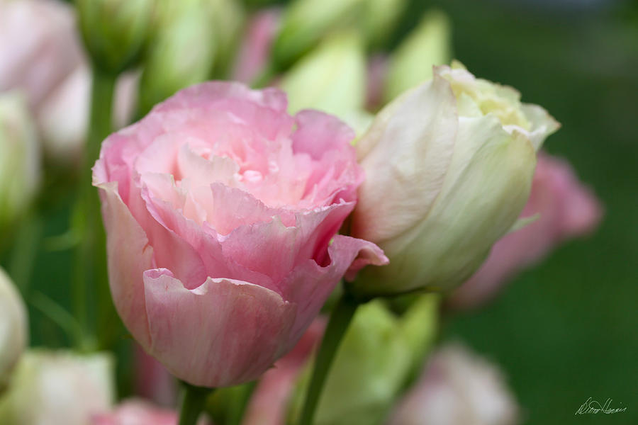 Pink and White Lisianthus Photograph by Diana Haronis
