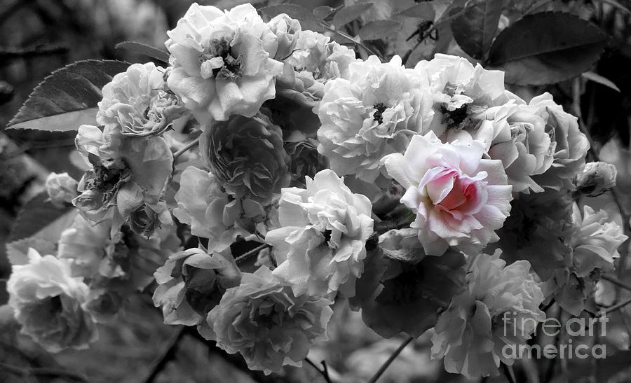 Pink And White Rose Among Black And White