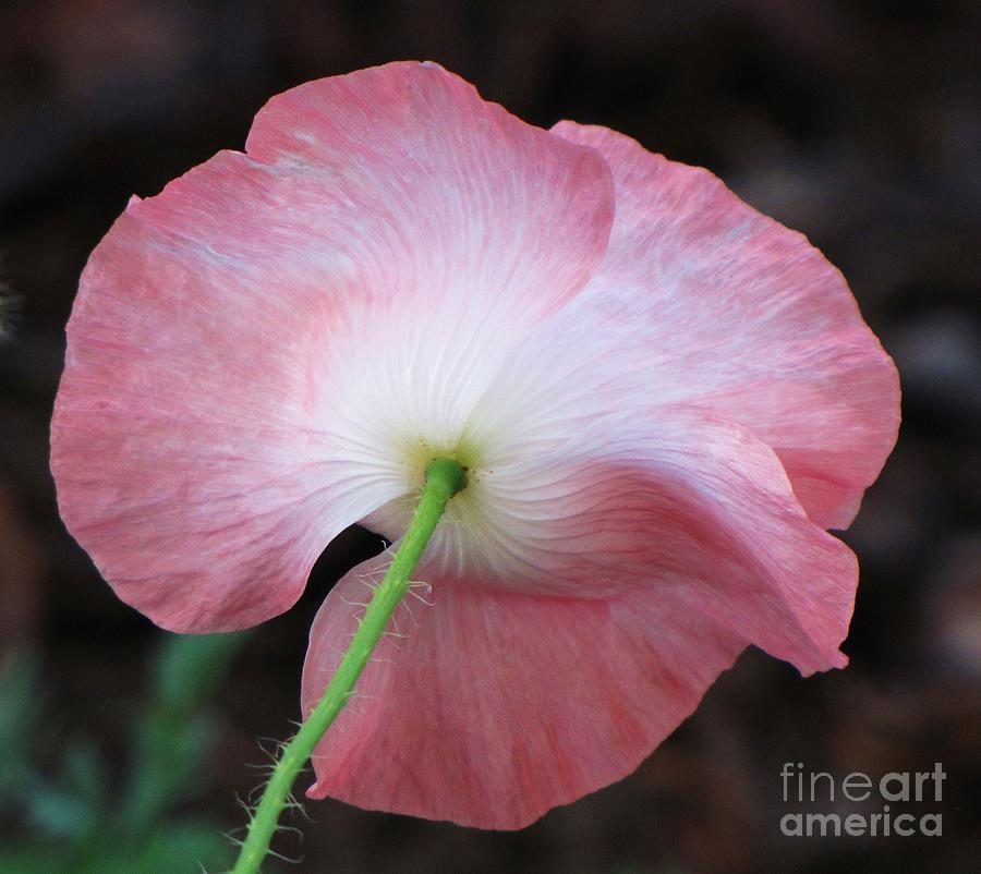 Pink and White Shirley Poppy Photograph by Michele Penner