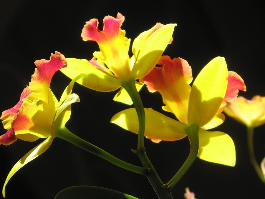 Pink And Yellow Cattleya Orchid Photograph by Alfred Ng