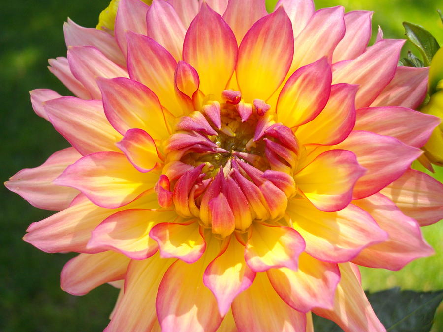 Pink and Yellow Dahlia Photograph by Amy McClosky - Fine Art America