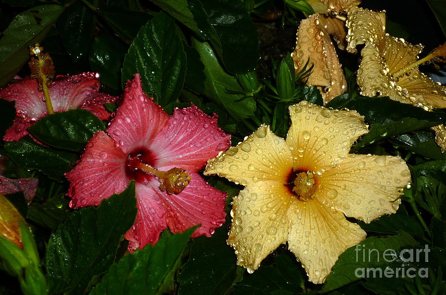 Pink and Yellow Hibiscus After the Rain Photograph by Renee Trenholm