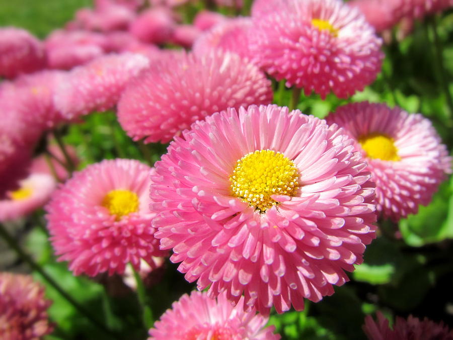Flower Photograph - Pink And Yellow Kinda Mellow by Eva Kondzialkiewicz