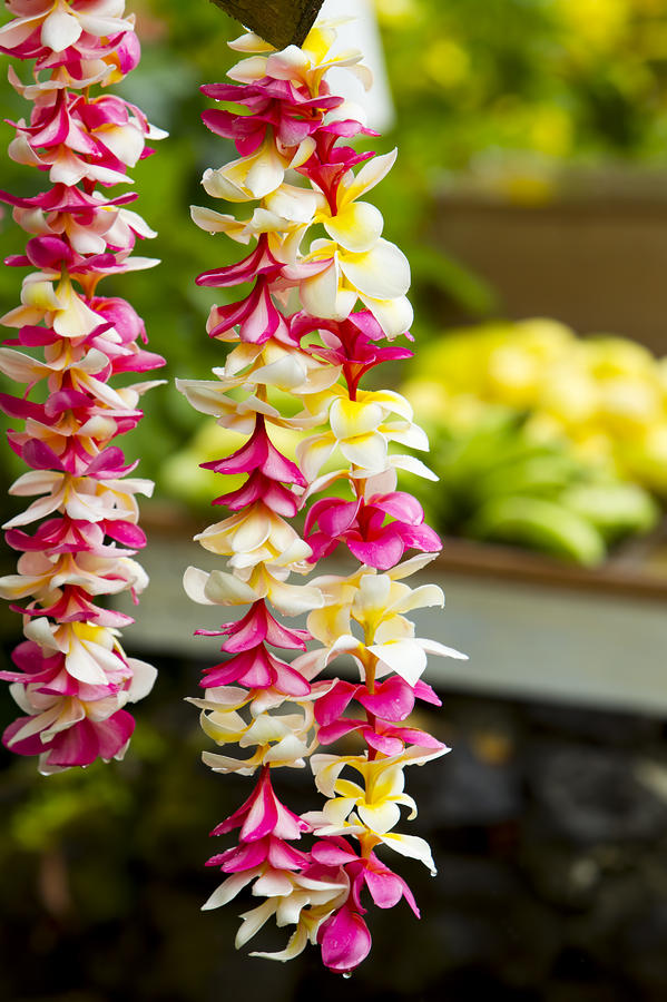 Pink and Yellow Leis Photograph by Dana Edmunds - Printscapes