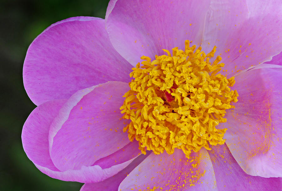 Pink and Yellow Peony Photograph by Dave Mills - Pixels