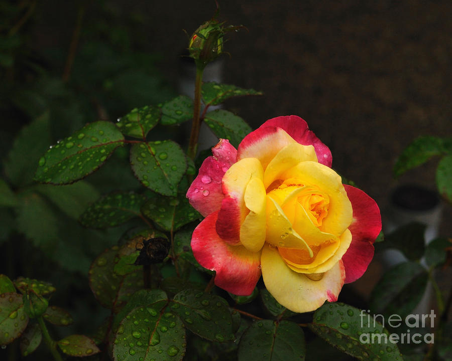 Pink and Yellow Rose 5 Photograph by Edward Sobuta