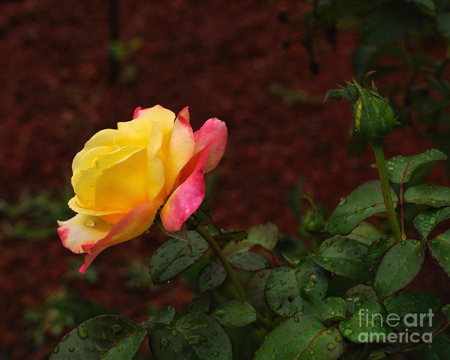 Pink and Yellow Rose 6 Photograph by Edward Sobuta