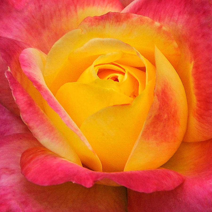 Pink and Yellow Rose 8 Photograph by Edward Sobuta