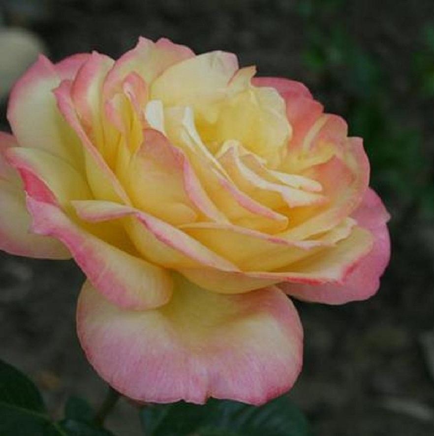 Bildergebnis für roses yellow pink