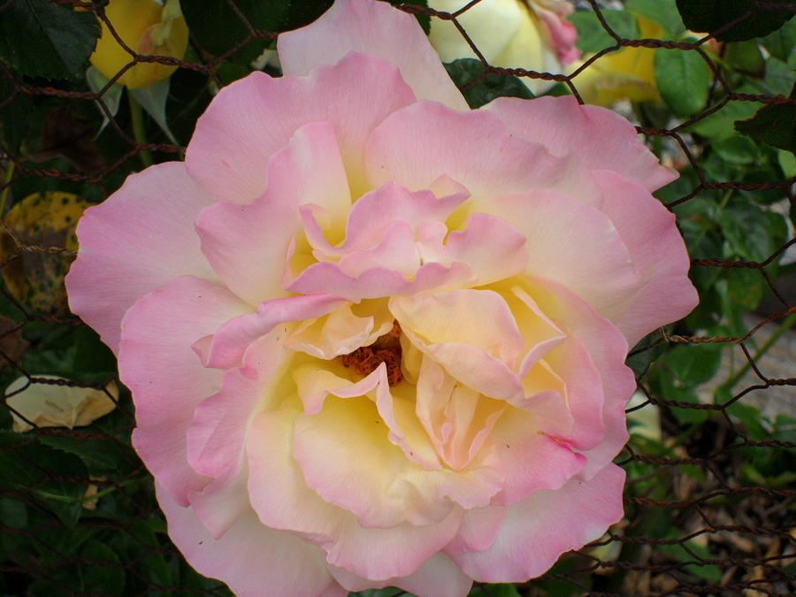 Pink and Yellow Rose Photograph by Val Oconnor
