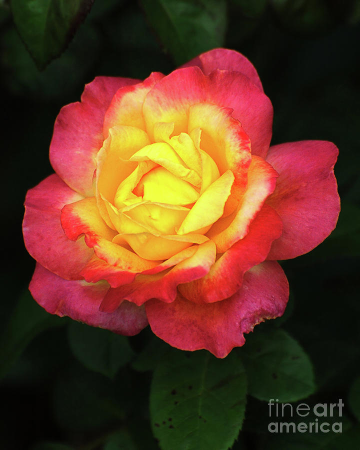 Pink and Yellow Rose.4 Photograph by Edward Sobuta