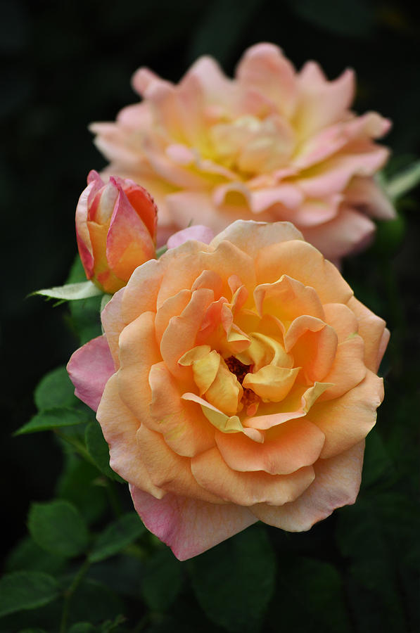 Pink and Yellow Roses Photograph by Mary Machare