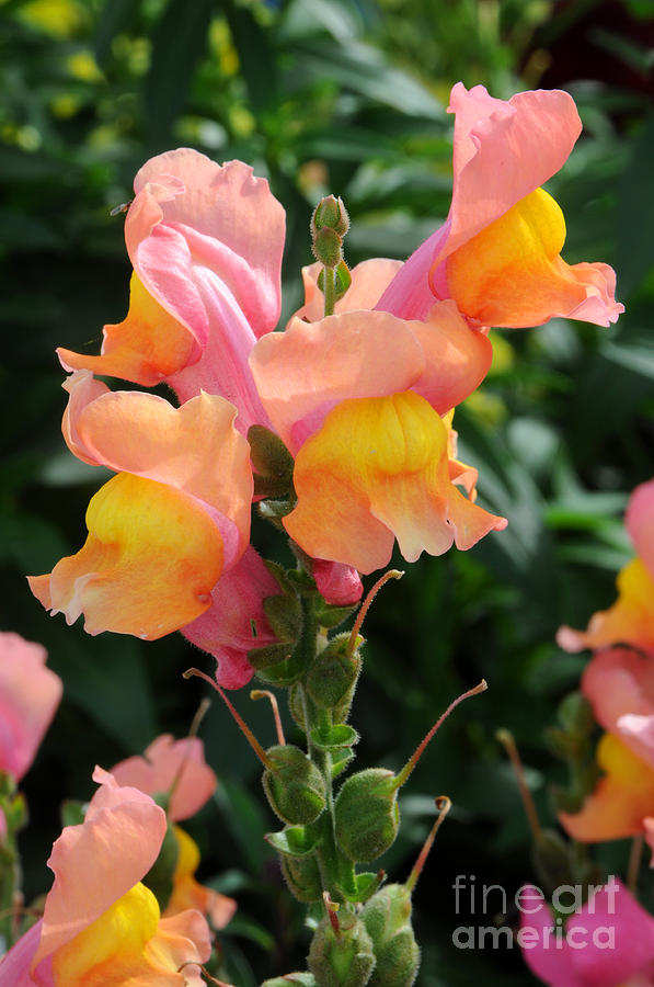 Pink and Yellow Snap Dragon Flowers Photograph by Gary Whitton