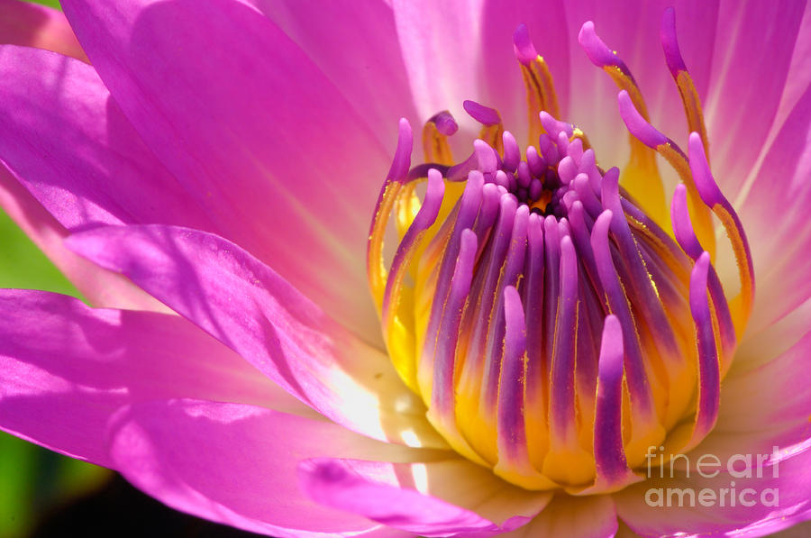 Pink and Yellow Water Lily Close Up Photograph by Laurent Lucuix