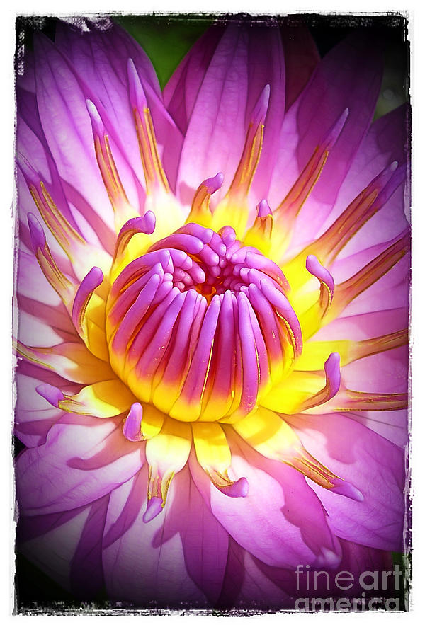 Claude Monet Photograph - Pink and Yellow Water Lily by Judi Bagwell