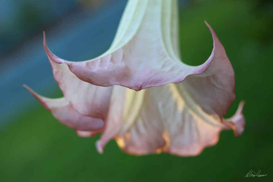 Pink Angels Trumpet Photograph by Diana Haronis