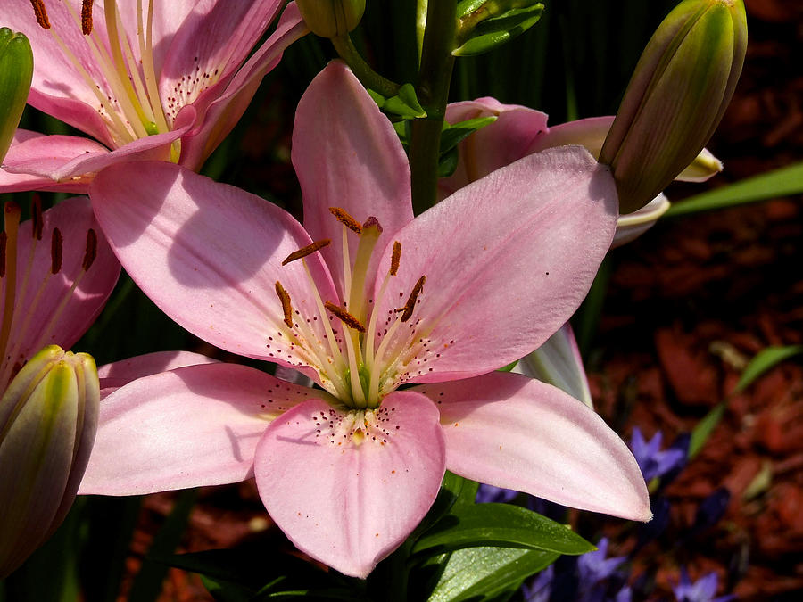 Pink Asiatic Hybrid Lily Photograph by Richard Gregurich