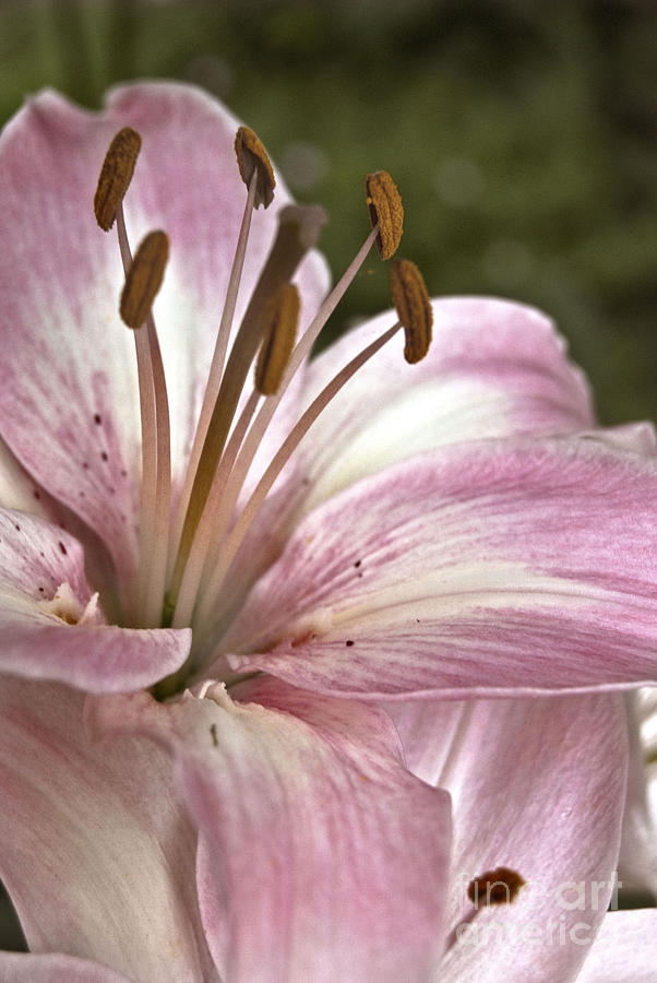 Pink Asiatic Lily Photograph by Danielle Summa