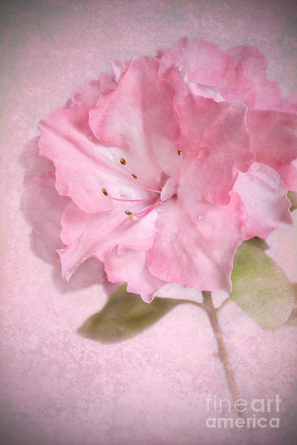 Pink Azalea Photograph by Carole Lloyd