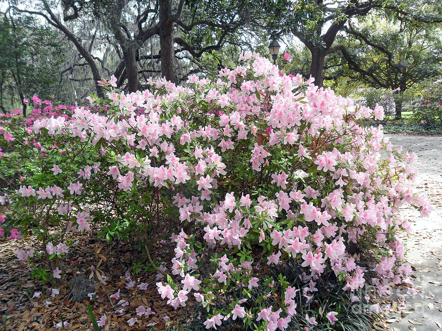 Pink Azaleas in Savannah Photograph by Doris Blessington